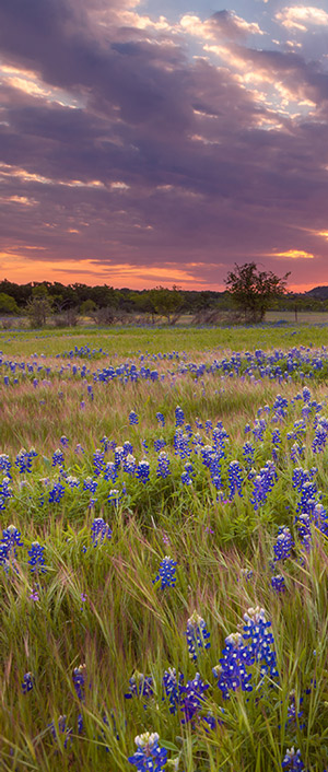 violet flowers | hoa management in marble falls
