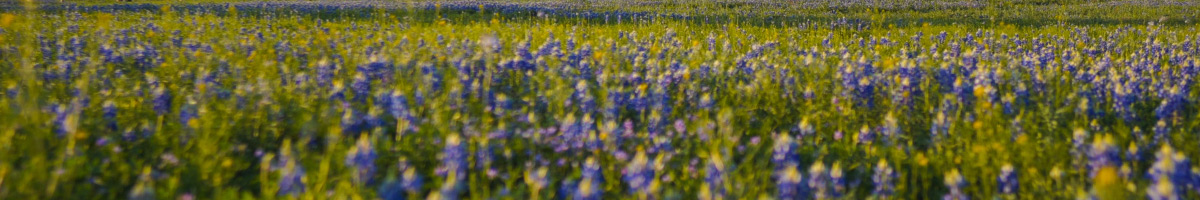 flower field | hoa management in marble falls