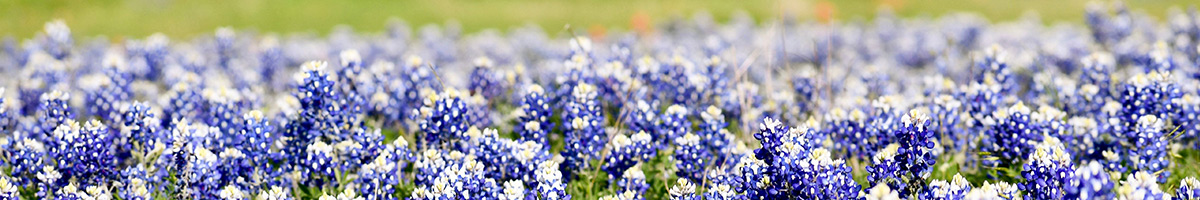 violet flowers | hoa management in temple